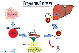 exogenous是什么意思
