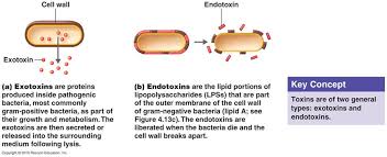 exotoxin是什么意思