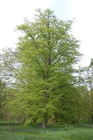 Fagus是什么意思