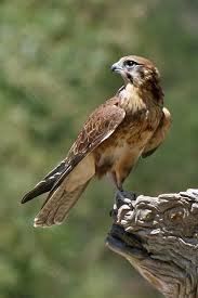 falcon是什么意思
