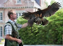 falconry是什么意思