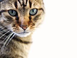 feline是什么意思