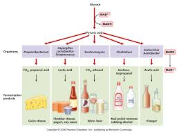 fermentation是什么意思
