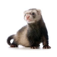 ferret是什么意思