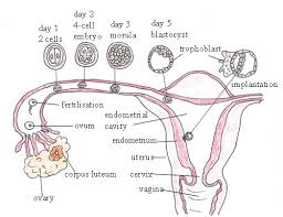 fertilisation是什么意思