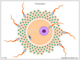 fertilization是什么意思