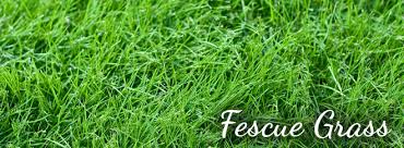 fescue是什么意思