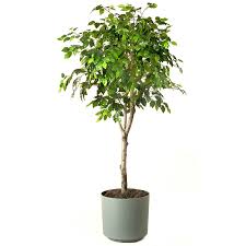 ficus是什么意思