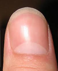 fingernail是什么意思