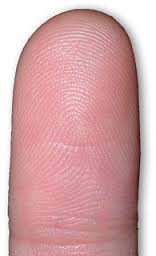 fingertip是什么意思
