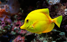 fish是什么意思