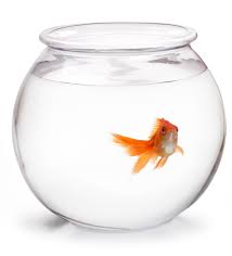 fishbowl是什么意思