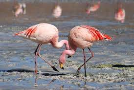 flamingo是什么意思