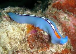 flatworm是什么意思