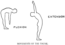 flexion是什么意思