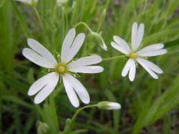 flora是什么意思