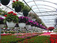 floriculture是什么意思