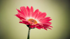 flower是什么意思