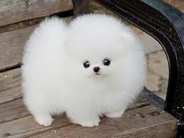 fluffy是什么意思