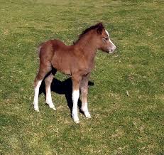 foal是什么意思