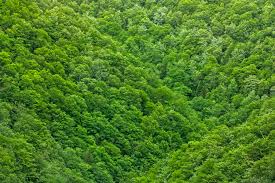 foliage是什么意思