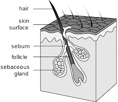 follicle是什么意思