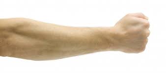 forearm是什么意思