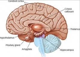forebrain是什么意思