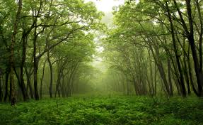 forest是什么意思