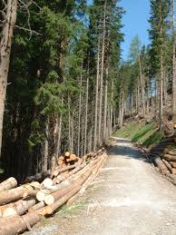 forestry是什么意思