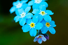 forget-me-not是什么意思