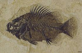 fossil是什么意思
