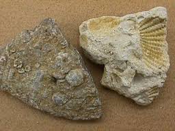 fossiliferous是什么意思