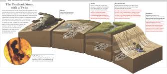 fossilization是什么意思