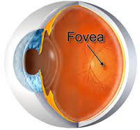 fovea是什么意思