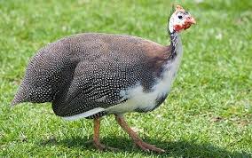 fowl是什么意思