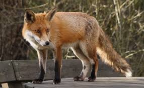 fox是什么意思