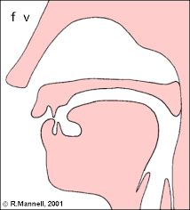 fricative是什么意思