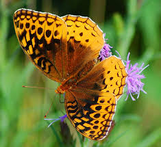 fritillary是什么意思