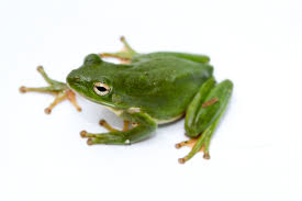 frog是什么意思