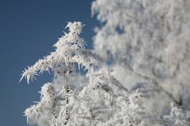 frost是什么意思