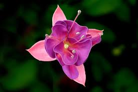 fuchsia是什么意思
