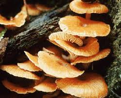 fungi是什么意思