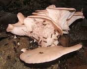 fungivorous是什么意思