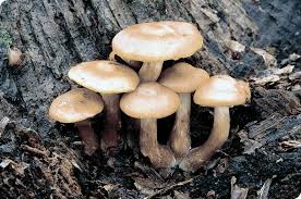 fungus是什么意思