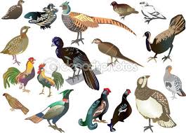gallinaceous是什么意思