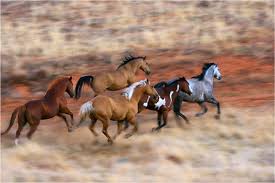 gallop是什么意思