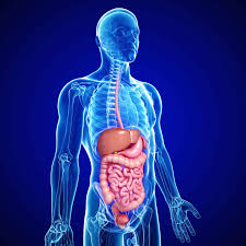 gastroenterology是什么意思