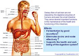 gastrointestinal是什么意思