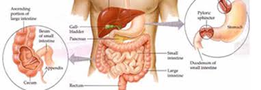 gastrology是什么意思